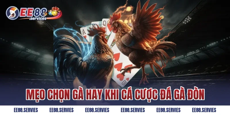 Mẹo chọn gà hay khi cá cược Đá Gà Đòn